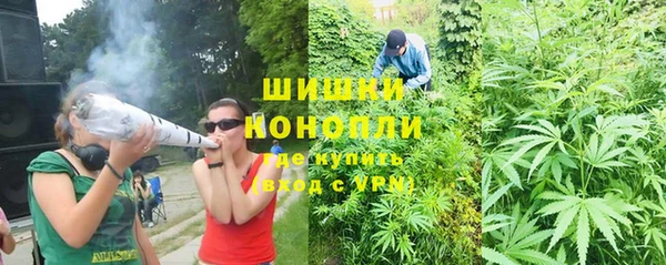 стаф Алзамай