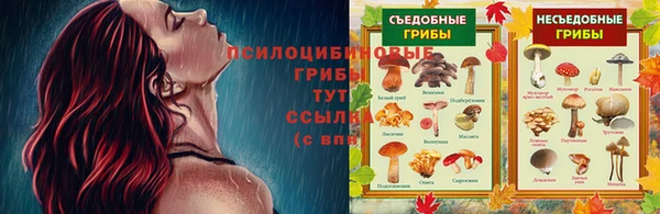 стаф Алзамай