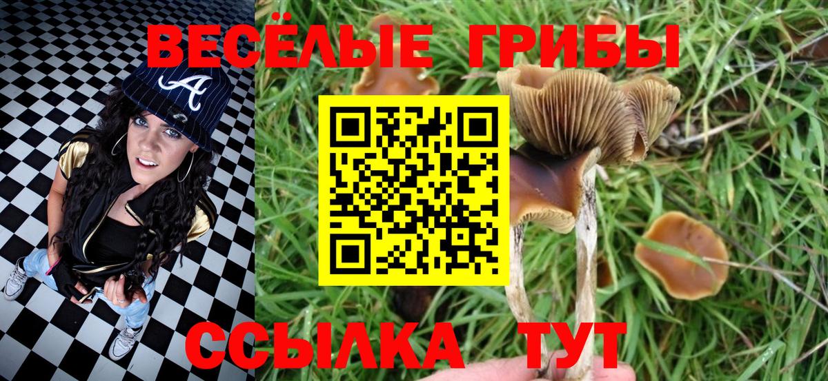 Галлюциногенные грибы Psilocybe Урай
